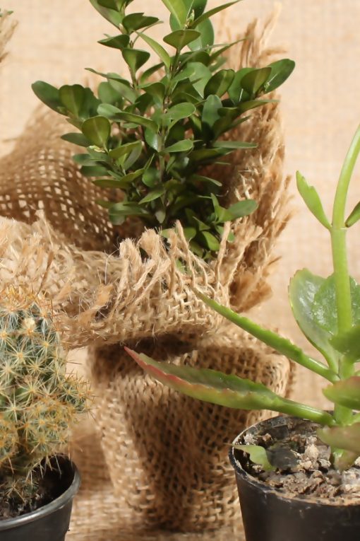 Saksıda Çeşitli Skulent Bitkiler&Kaktus